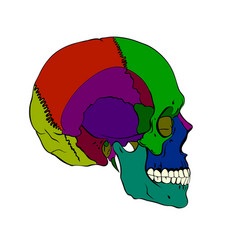 Colored human skull with a lower jaw Colored human skull with a lower jaw vector image