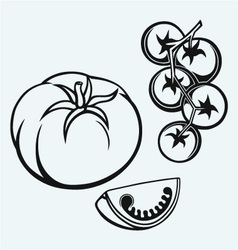 Tomatoes on the vine vector image