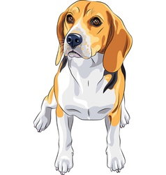Sketch dog Beagle breed sitting vector image