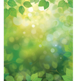 Spring green leaves vector image