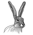 Rabbit or hare head animal for vector image