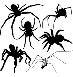 Spider silhouettes on white background vector image