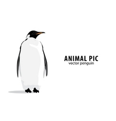 Pinguin vector image