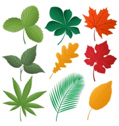Leaves vector image