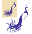 Peacock vector image