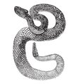 South American Rattlesnake engraving vector image