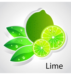Lime vector image