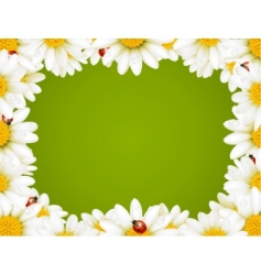 Chamomile floral frame vector image