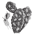 Mealybug vintage engraving vector image