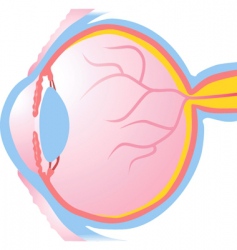 Eye anatomy isolated Royalty Free Vector Image