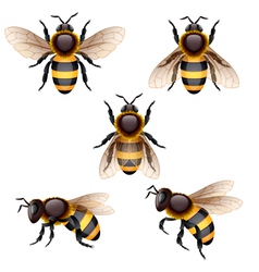 Bee Bee vector image