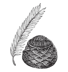 Sago Palm vintage engraving Sago Palm vintage engraving vector image