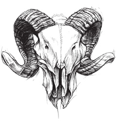Ram Skull Royalty Free Vector Image - VectorStock
