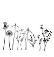 Ast3 grass vector image