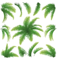 Branches of palm trees vector image