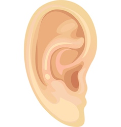 Realistic human ear vector image