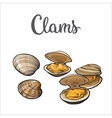 Raw clams isolated on white background vector image