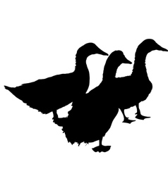 Three silhouette of beautiful ducks vector image