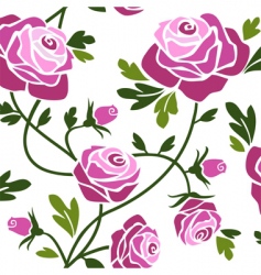 Roses vector image