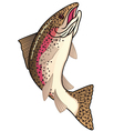 Trout fish vector image
