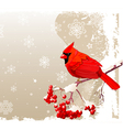 Red Cardinal bird background vector image