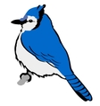 Blue jay vector image