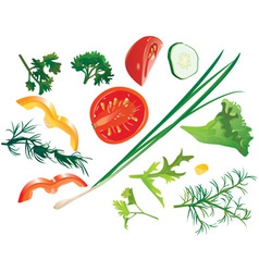 Set of colorful isolated vegetables vector image