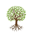 Abstract stylized tree with roots and leaves vector image
