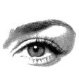 Eyes vector image