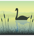 Swan on water vector image