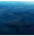 Lurking shark vector image