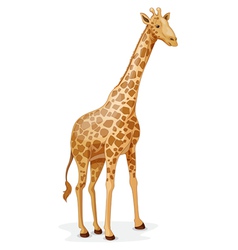 Giraffe vector image