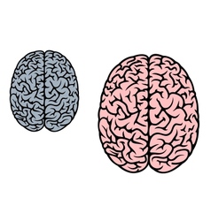 Isolated human brain vector image