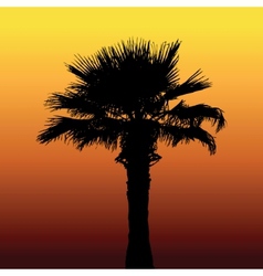 Desert palm silhouette vector image