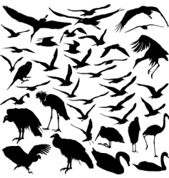 Set of birds vector image