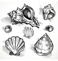 Set of sketches different shapes shell 2 vector image