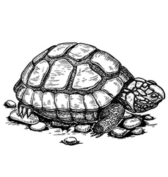 Engraving turtle vector image