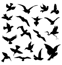 Bird silhouettes vector image