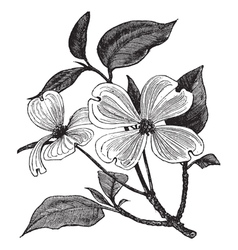 Flowering Dogwood vintage engraving vector image