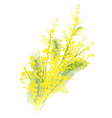 Mimosa flowers vector image