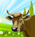 Cow in field vector image
