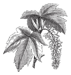 Sycamore vintage engraving Sycamore vintage engraving vector image