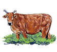 Curious cow vector image