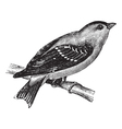Wild Canary vintage engraving vector image