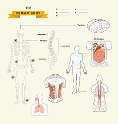 Human Body Anatomy vector image