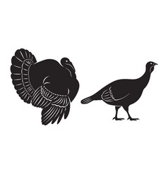 Bird turkey vector image