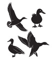 Duck vector image