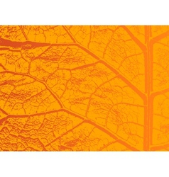Dry autumn leave template vector image