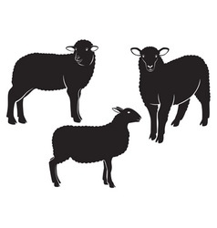 Sheep vector image