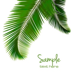 Palm leaves on white background vector image